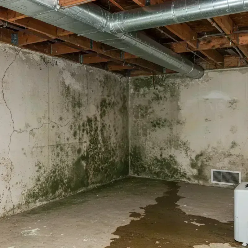 Professional Mold Removal in Charleston, MO